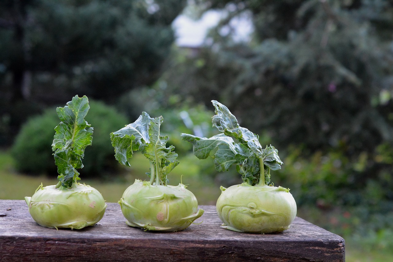 How to Grow Vegetables with Limited Water Supply